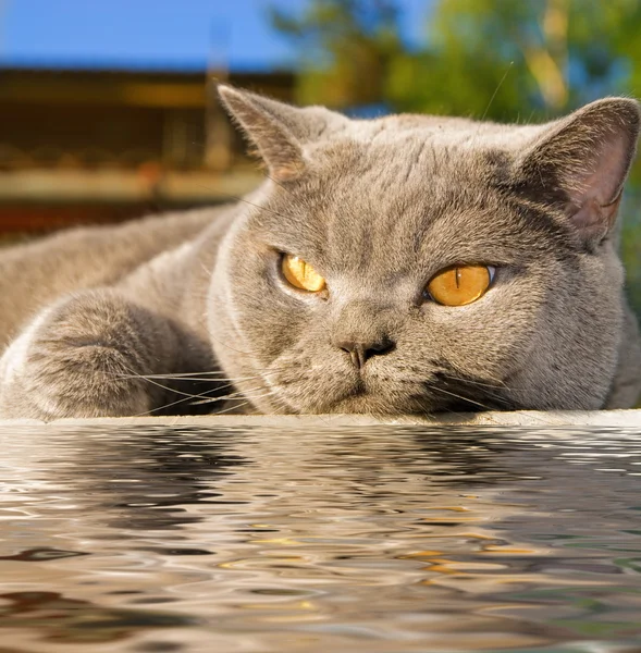 Кот лежит у воды — стоковое фото