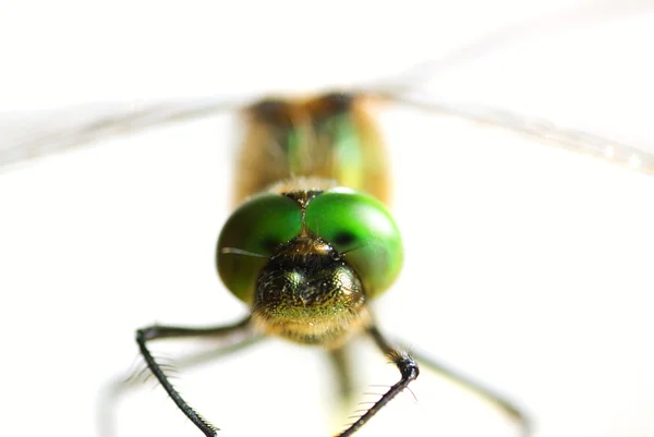 Dragonfly close-up isolated on white (shallow DoF) — Stock Photo, Image