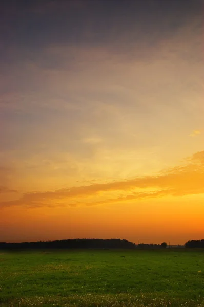 Löwenzahnfeld bei Sonnenuntergang — Stockfoto
