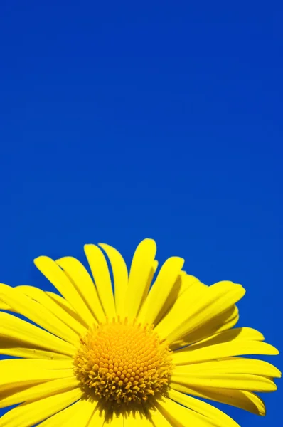 Жовта квітка над блакитним небом — стокове фото