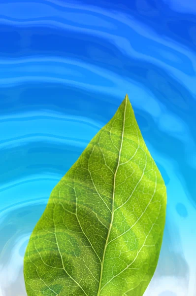 Folha verde debaixo de água — Fotografia de Stock