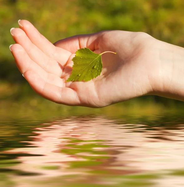 렌더링 된 물 한 잎 넘겨 — 스톡 사진