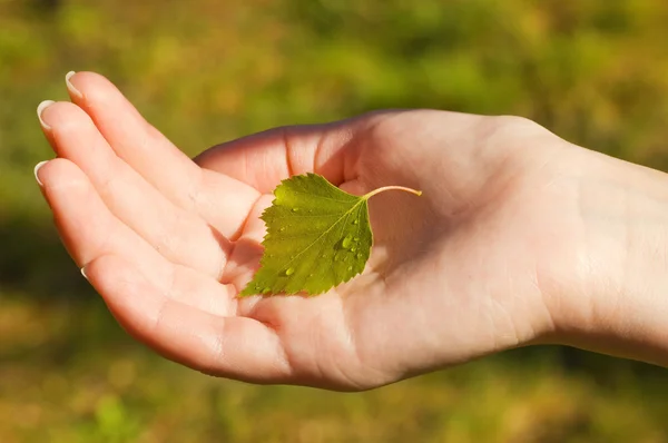 Hand som håller ett litet blad med vatten droppar på det — Stockfoto