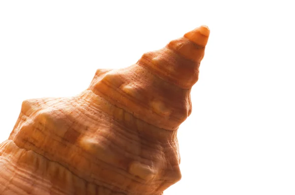흰색으로 분리 된 조개껍데기 — 스톡 사진