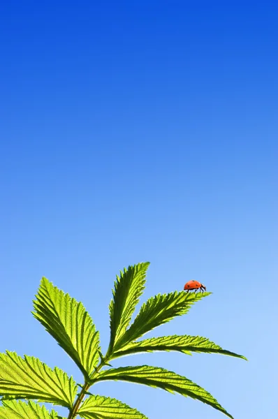 Божья коровка на зеленом листе над голубым небом — стоковое фото