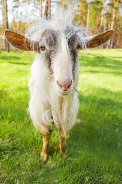 Смешная коза на лугу жует свежую траву. — стоковое фото