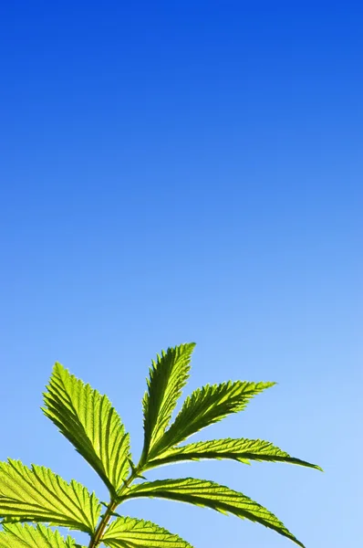 Green leaf over blue sky — Stock Photo, Image