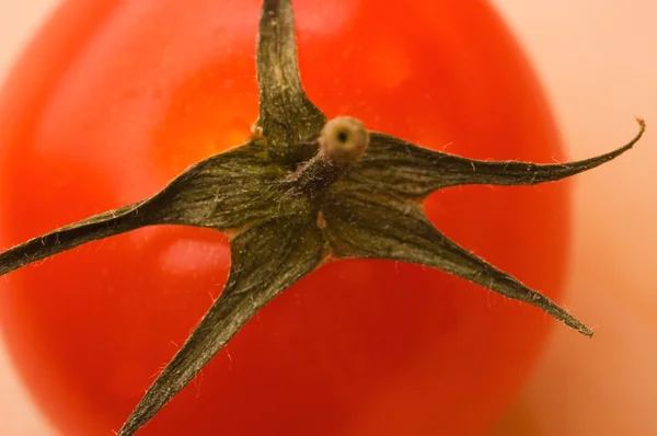 Zralé rajče (mělké dof, zaměřené na zelený list) — Stock fotografie
