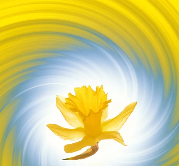 Fiore giallo su sfondo astratto — Foto Stock