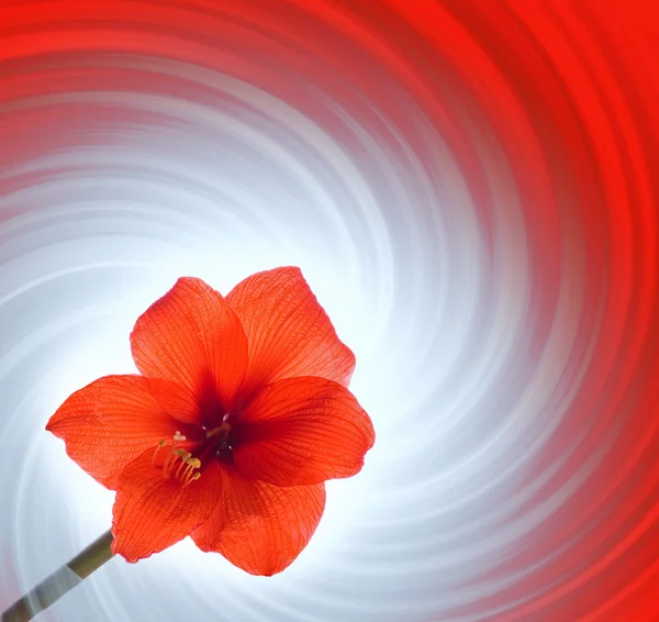 Red flower on abstract background — Stock Photo, Image