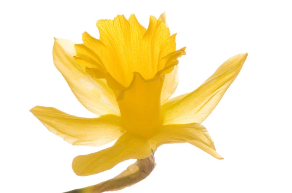 stock image Yellow flower