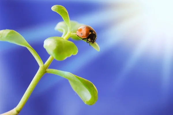 Ladybird yeşil bitki üzerinde — Stok fotoğraf