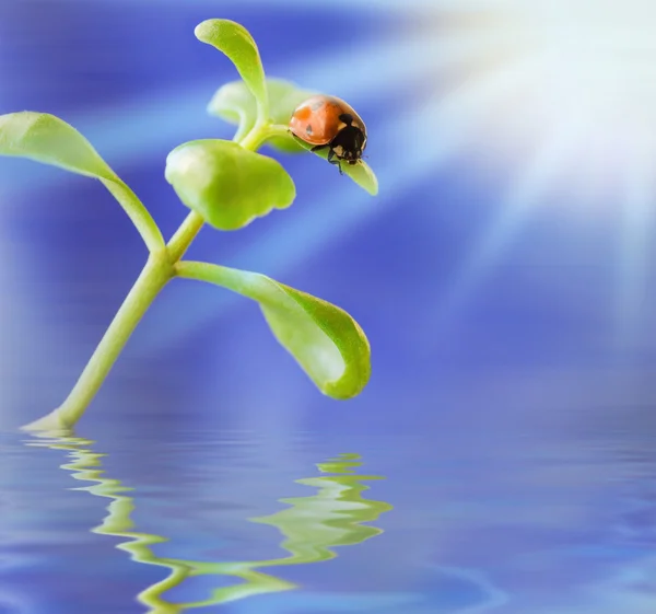 Ladybird на зеленом растении — стоковое фото