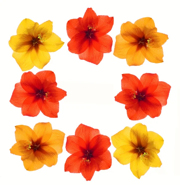 Moldura floral colorida — Fotografia de Stock