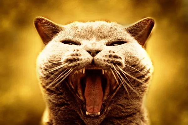 Gato agressivo — Fotografia de Stock