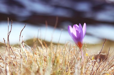 Blue crocus on background of mountains clipart