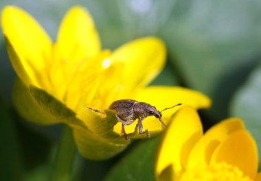 Insect on yellow flower clipart