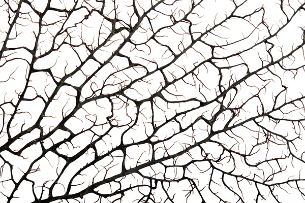 stock image Silhouette of brown coral branch