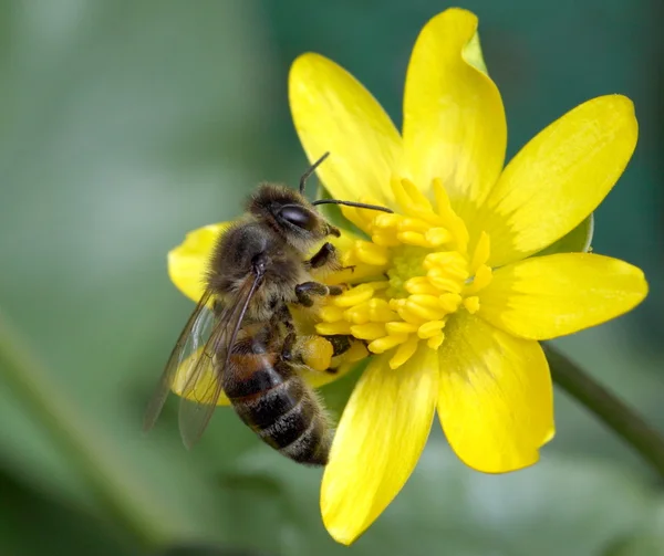 Munkavállaló méhek a sárga virág — Stock Fotó