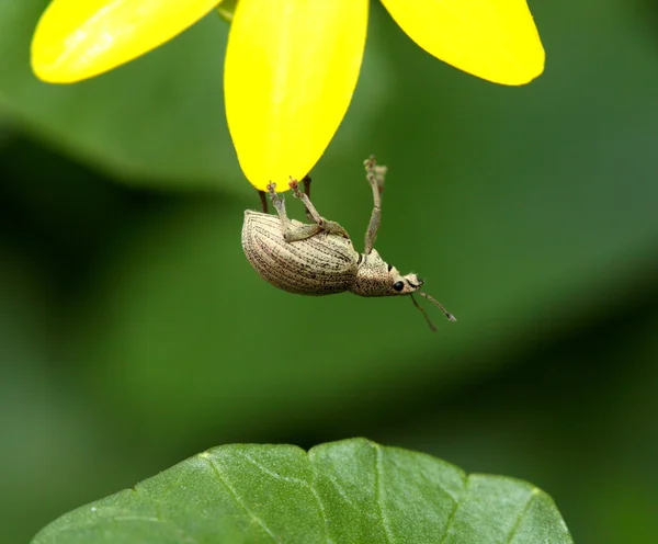 Insecto colgando de la flor amarilla — Foto de Stock