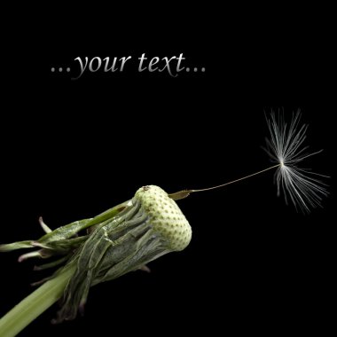 One seed on dandelion clipart