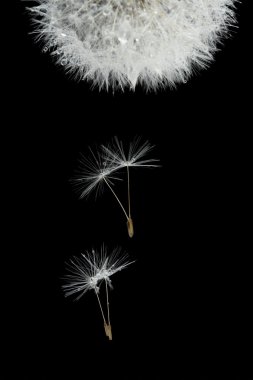 Flying seeds of blossoming dandelion clipart