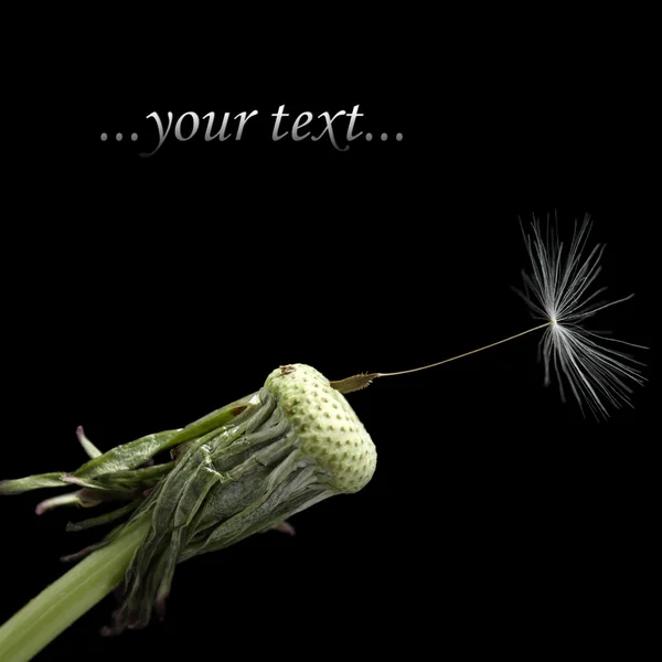 stock image One seed on dandelion