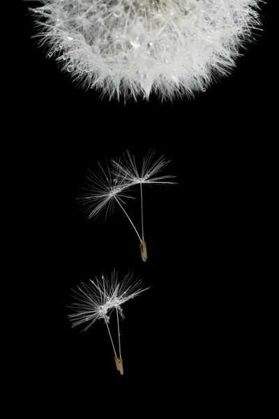 Flying seeds of blossoming dandelion — Stock Photo, Image