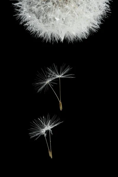 Çiçek açması karahindiba tohumları uçuyor Stok Fotoğraf