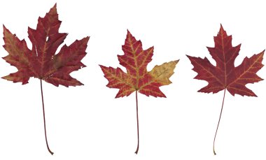 Üç kuru sonbahar akçaağaç yaprakları