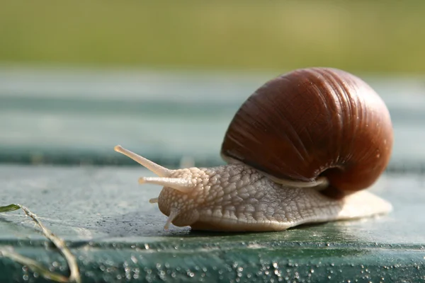 Garden snail creeps on a bench — Stock Photo, Image