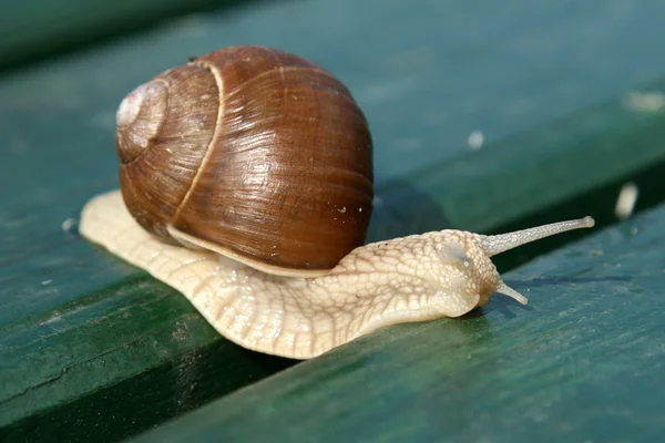 Garden snail creeps on a bench — Stock Photo, Image