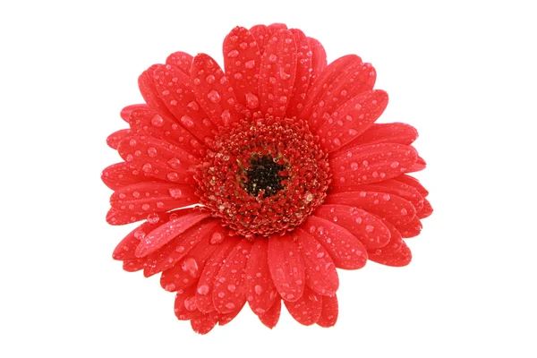 Stock image Red gerbera with waterdrops