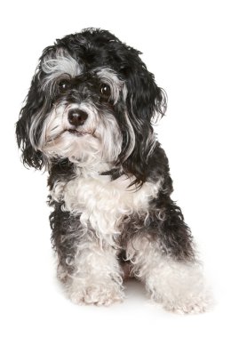 Black and white maltese dog clipart