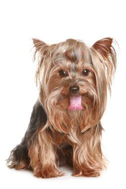 komik yorkshire terrier yavrusu