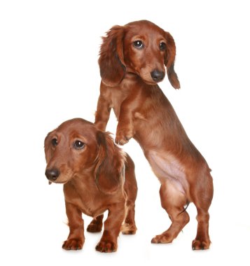 iki uzun saçlı dachshund köpek