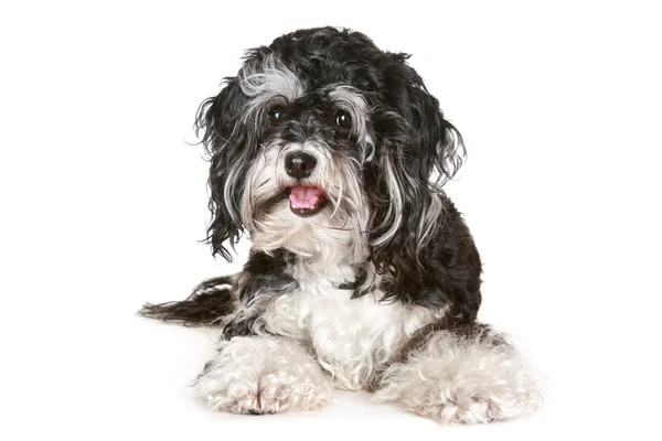 Cão maltês preto e branco — Fotografia de Stock