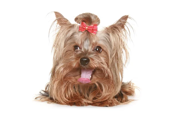 Funny Yorkshire terrier puppy — Stock Photo, Image