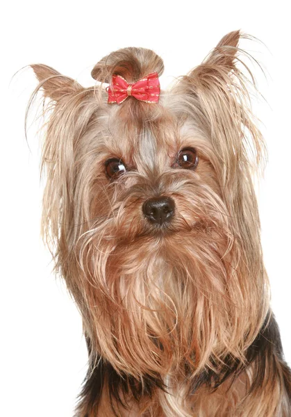 재미 있는 요크 셔 테리어 강아지 — 스톡 사진