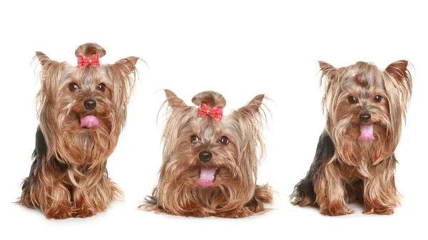 Üç komik yorkshire terrier yavrusu — Stok fotoğraf