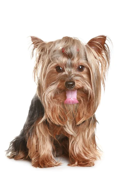 Funny yorkshire terrier puppy — Stock Photo, Image