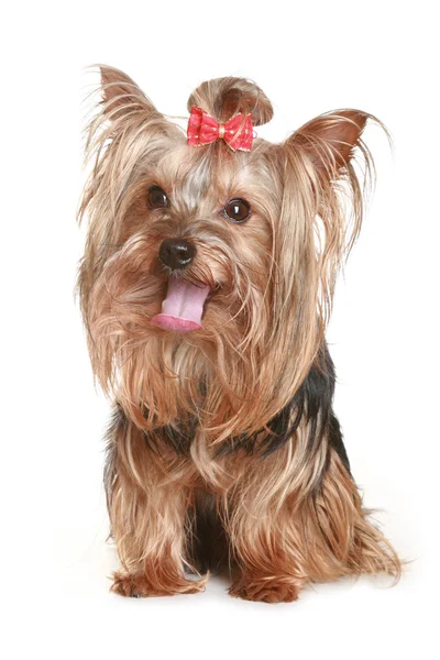 Funny yorkshire terrier puppy — Stock Photo, Image