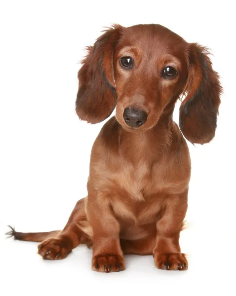 Uzun saçlı dachshund köpek — Stok fotoğraf