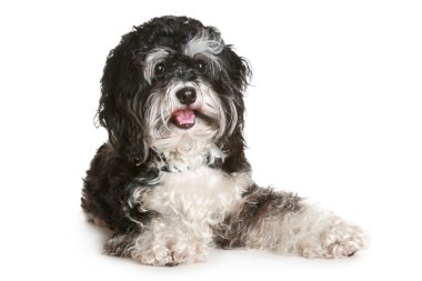 Black and white maltese dog clipart