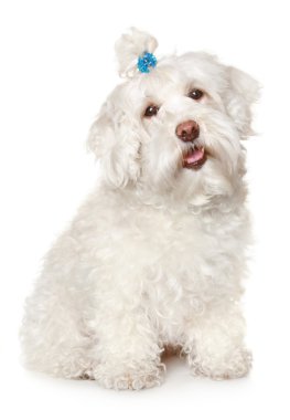 Maltese dog on white background clipart