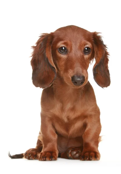 Uzun saçlı dachshund köpek — Stok fotoğraf