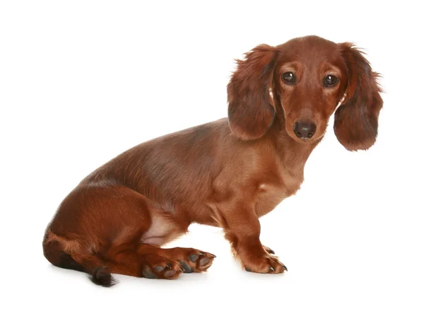 Perro de pelo largo Dachshund —  Fotos de Stock