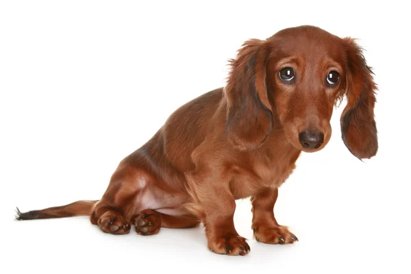 Довгошерстий собака Дахшунд — стокове фото