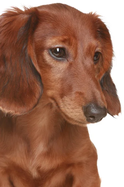 Perro de pelo largo Dachshund — Foto de Stock