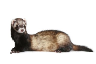 Ferret on white background clipart